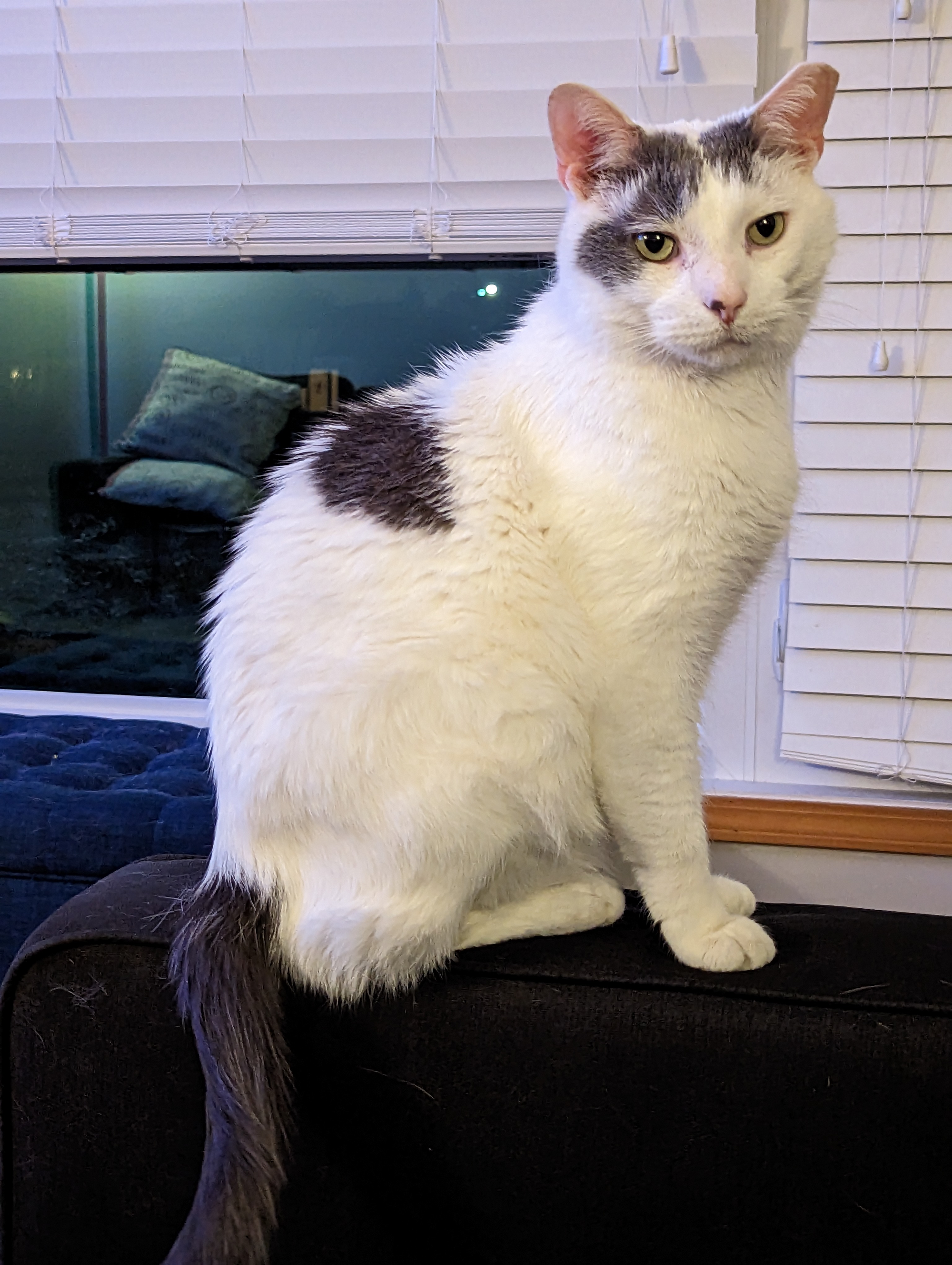 Meeeeeeoooow