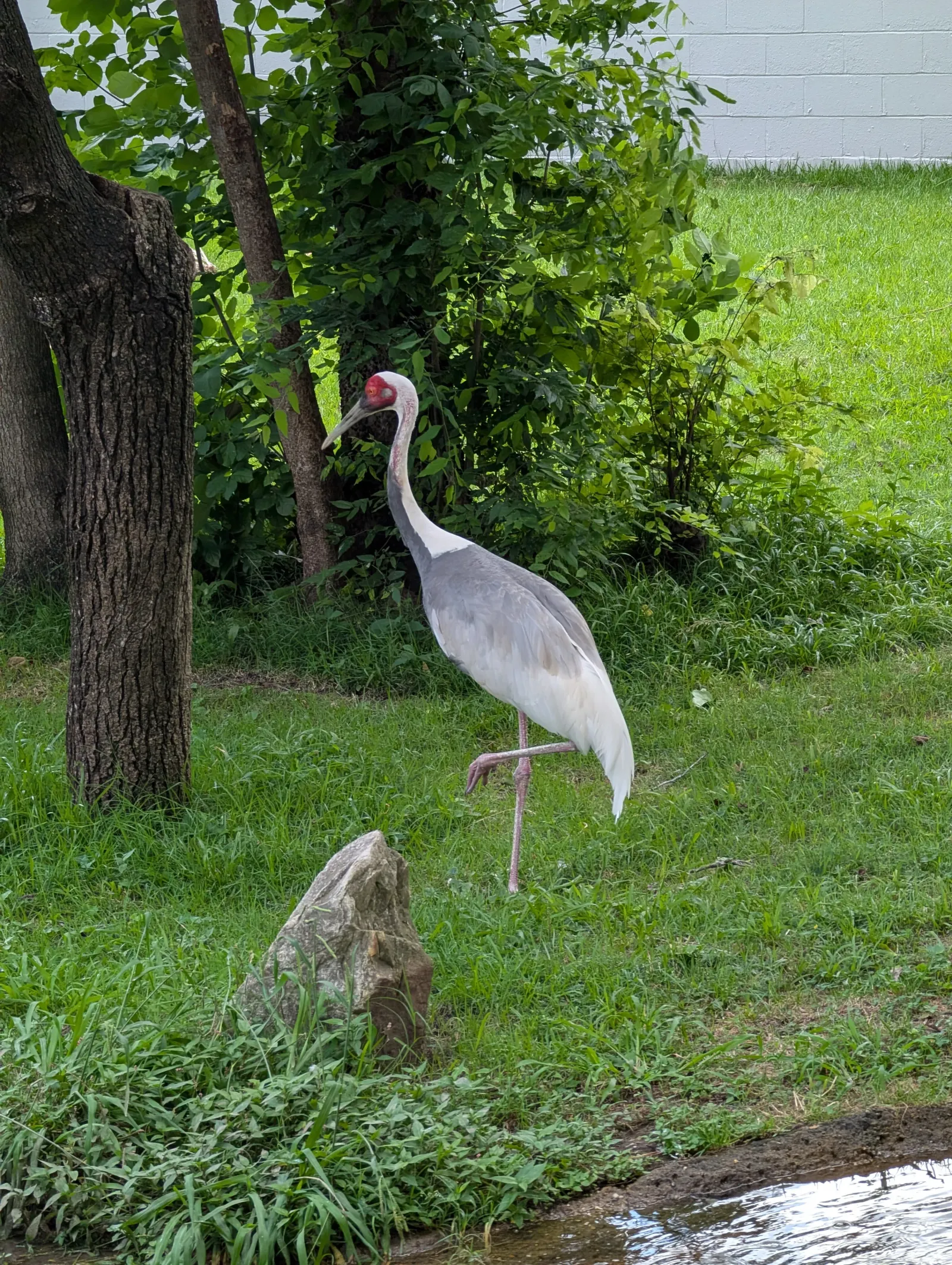 Description of photo 3